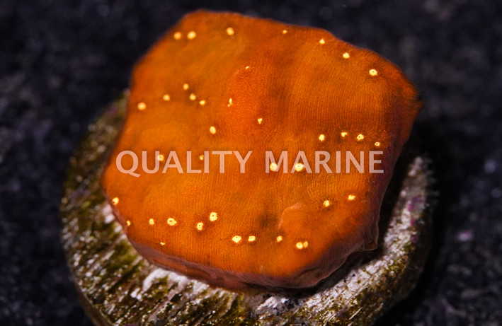 Orange Elephant Skin :: 62441