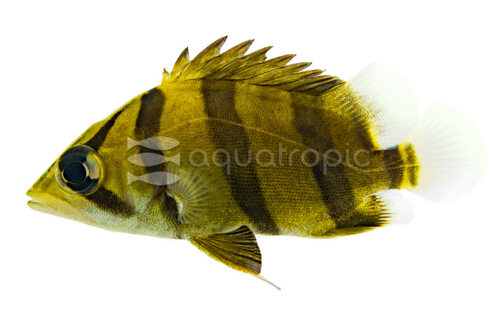 Mekong Tiger Datnoid  :: 82995
