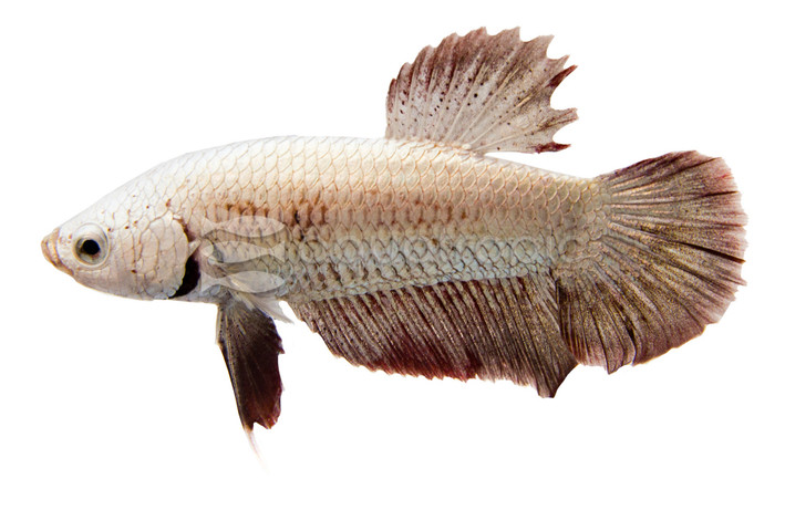 Red Dragon Betta, Male :: 36423