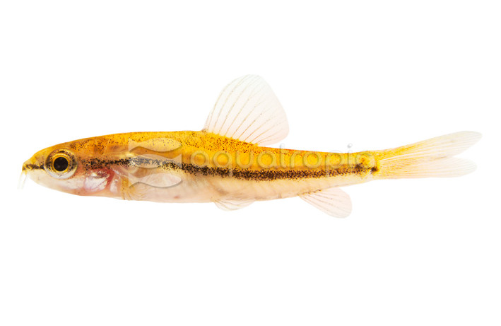 Mango Loach :: 37172