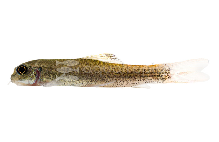 Red Tail Garra Algae Eater :: 76259