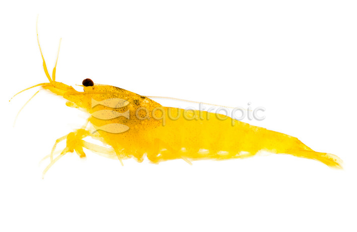 Mosura Shrimp :: 20074