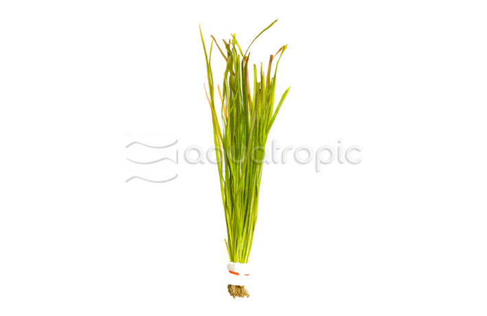 Vallisneria nana - Thin Straight (rooted) :: 14629