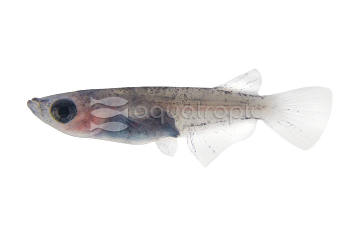 Wazumi Longfin Medaka Rice Fish :: 54564