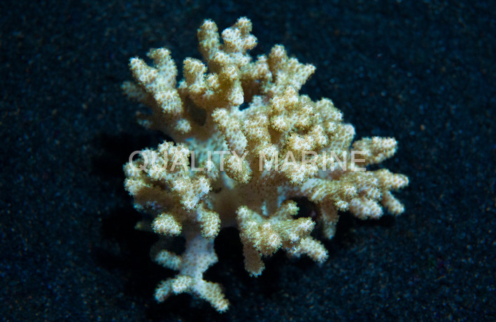 Mushroom Finger Green :: 66864
