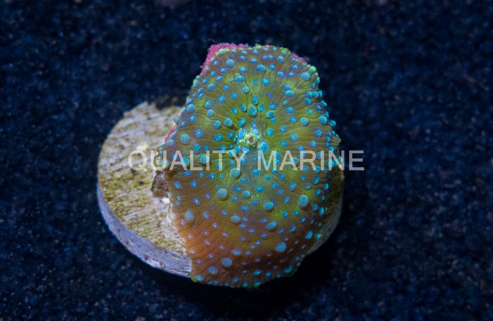 Mushroom Blue Spotted :: 60533