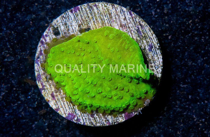 Encrusting Green :: 62943
