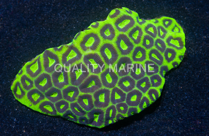 Brain Green w/ Purple Rings :: 19731