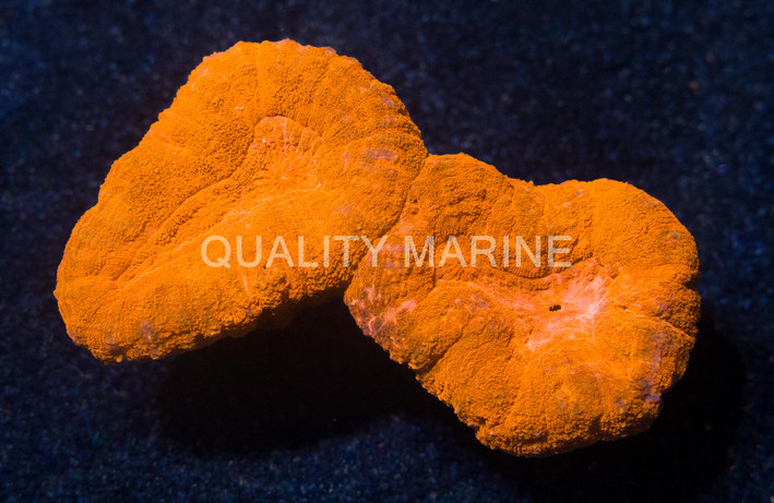 Brain Open Highlighter Orange :: 61867