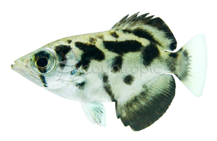 Burmese Archerfish :: 05001