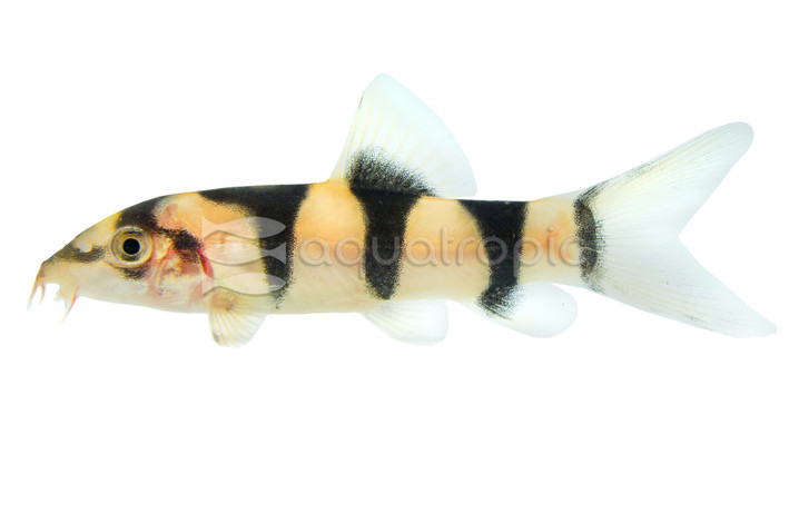 Hybrid Clown X Yo-Yo Loach :: 92878