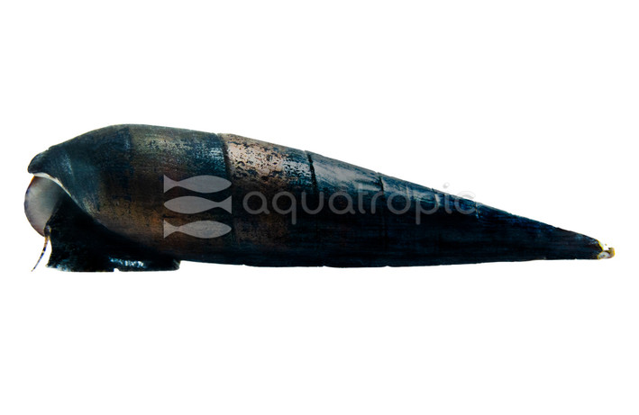 Black Devil Snail :: 97180