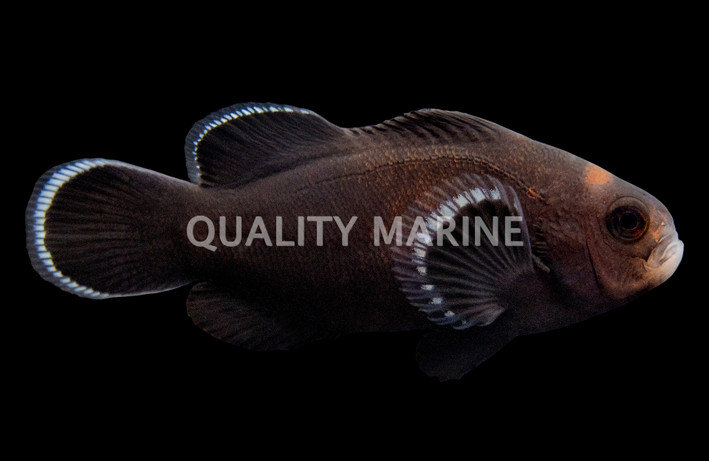 Ocellaris, Darwin Midnight, QM Labs :: 39901