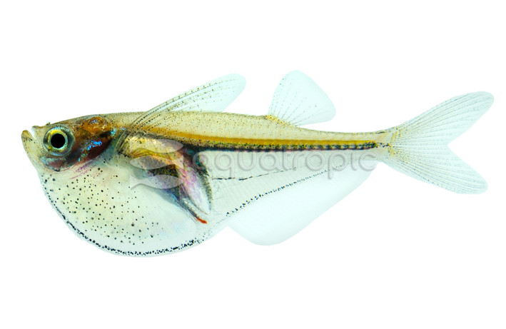 Pygmy Myersi Hatchetfish :: 35003