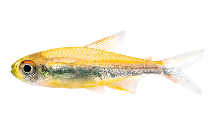 Peruvian Tetra :: 56269