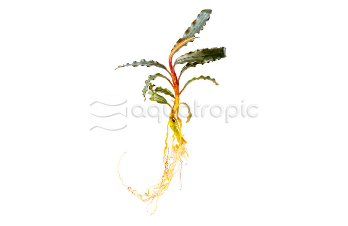 Bucephalandra "Godzilla/Kedagang Red" (rooted) :: 12014