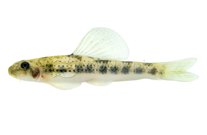 Sailfin Gudgeon Goby :: 15256