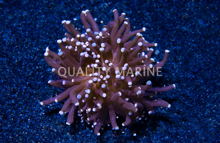 Torch, Black Tentacles w/Purple Tip :: 28279