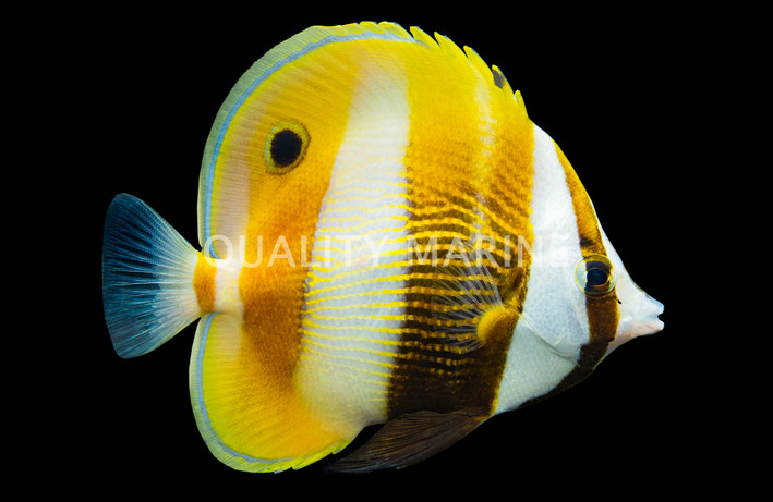 Orange-Banded Coradion :: 13037