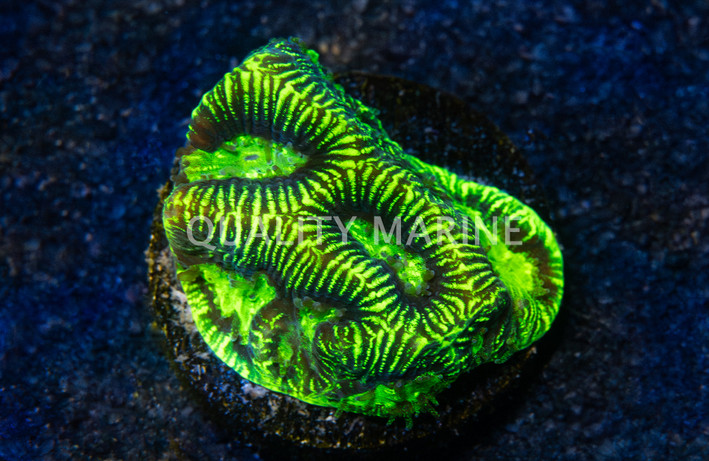 Maze, Neon :: 41203