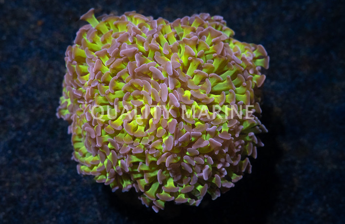 Hammer Branch Yellow w/Purple Tips :: 34052