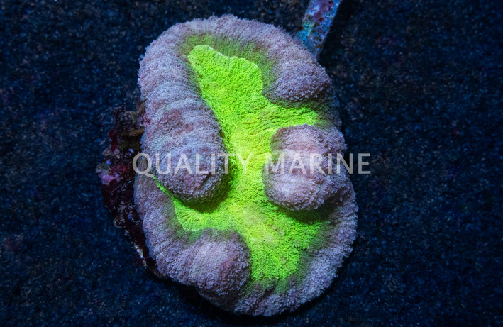 Brain Open Purple w/ Green :: 54649