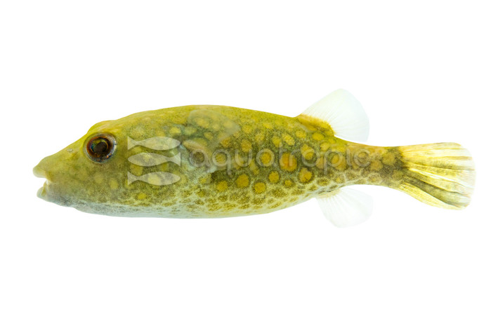 Abe's Pufferfish :: 20430