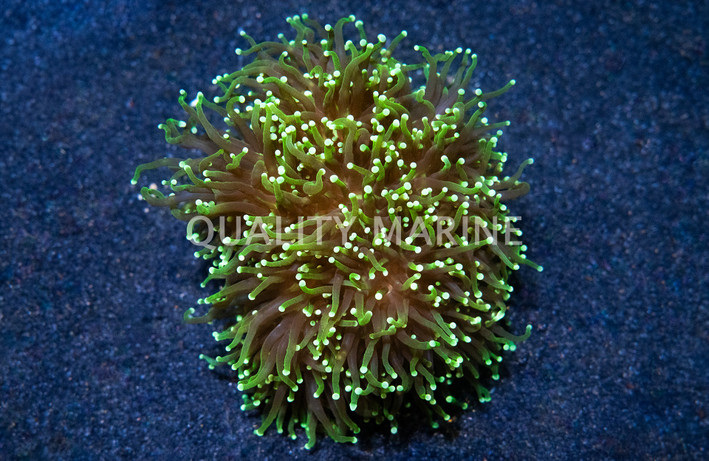 Torch, Dark/Green Gradient :: 42686