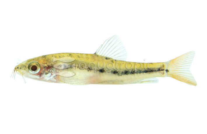 Black Spotted Inle Loach :: 41535