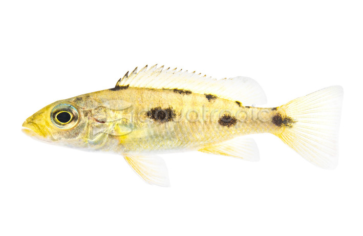 Malawi Threespot Torpedo :: 95206