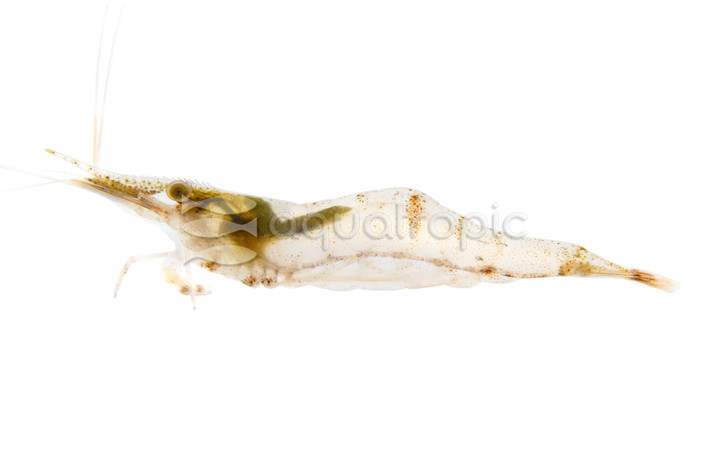 Burmese Redtail Shrimp :: 82879
