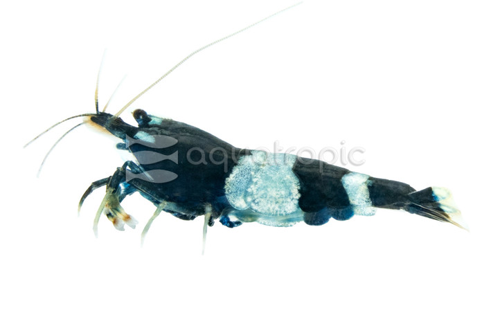 Black King Kong Mosura Shrimp :: 67029