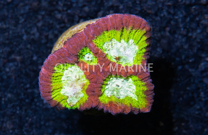 Brain, Fantasmo :: 91539