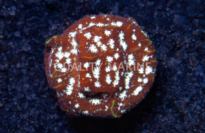 Leptoseris, Frostbite :: 25739