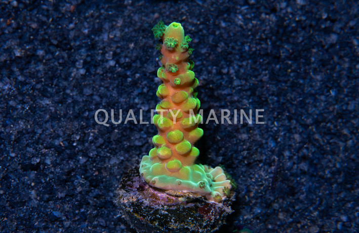 Acropora, Yellow  Austera :: 80408