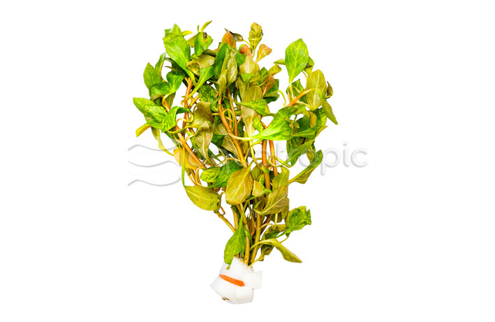 Ludwigia repens 'Atlantis' - bunch :: 49184