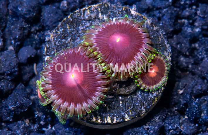 Zoa, Lucky Kentucky :: 88588