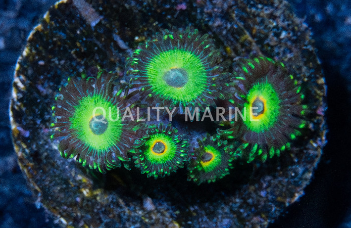 Zoa, Island Time :: 89677