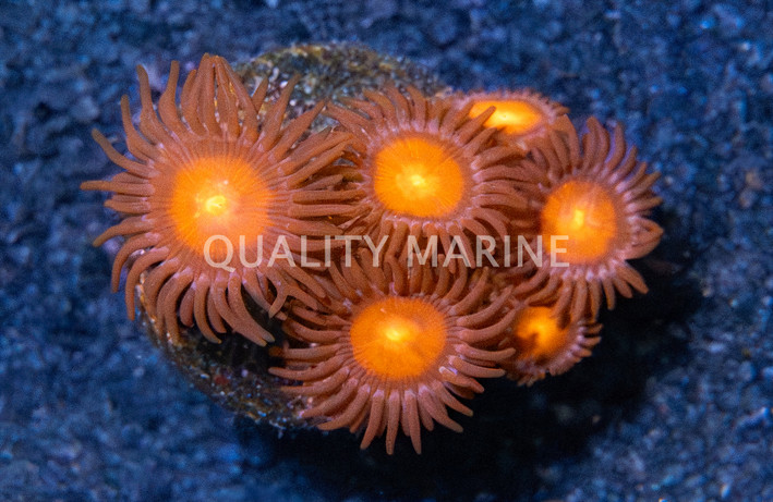 Zoa, Burning Man :: 68510