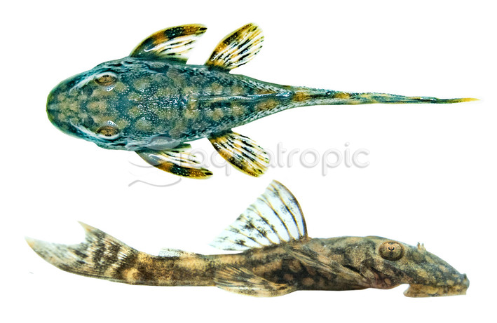 Red Spot Bristlenose Plecostomus L157 :: 20955