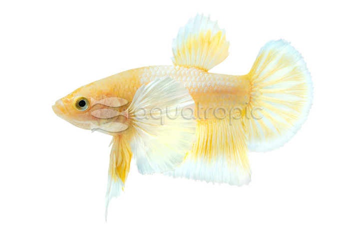 Dumbo Ear 24k Gold, Male :: 24444