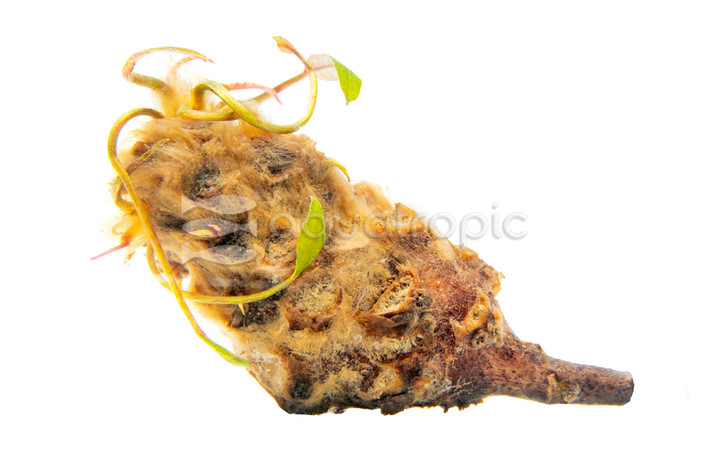 Barclaya longifolia (Rhizome) :: 42186