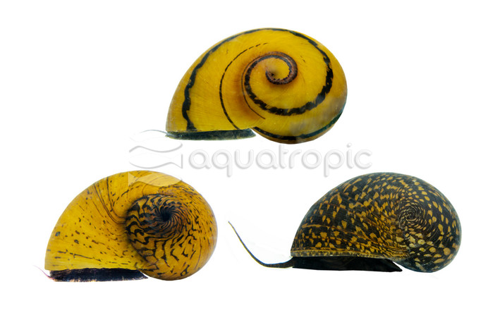 Mixed O-Ring Nerite Snail :: 66009