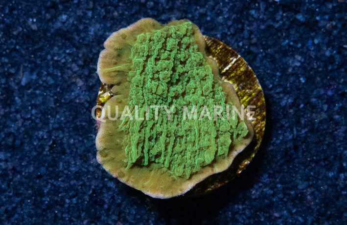 Plating, Green :: 90033