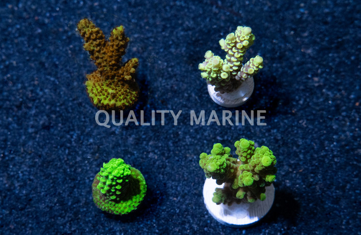 Acropora Colored :: 52066