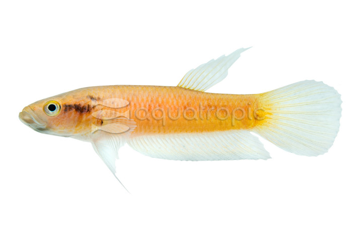 Antuta/Bulungan Betta, Female :: 28272