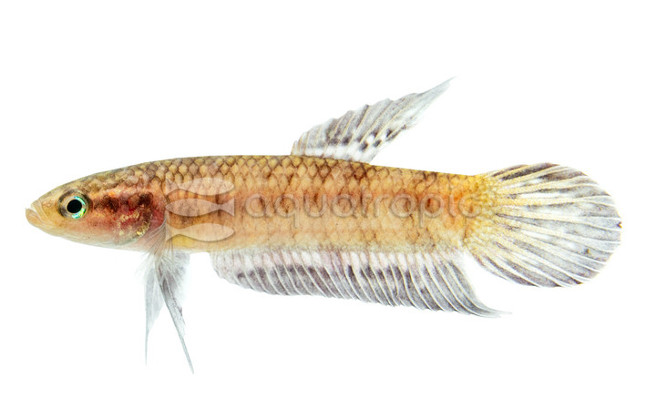 Coccina Betta, Male :: 41607