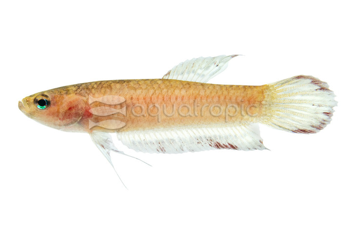 Coccina Betta, Female :: 93644