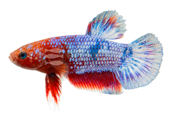 Plakat All-American Betta, Male :: 29437