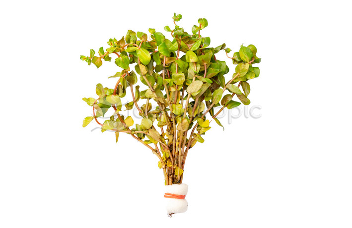 Rotala rotundifolia Shimoga :: 99345